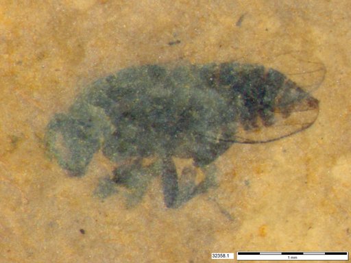 Diptera
