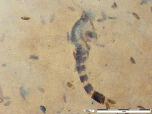 Chaoboridae