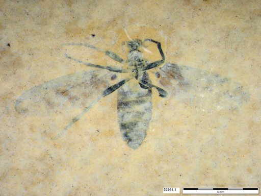 Genus sp