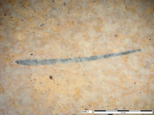 Tracheophyta