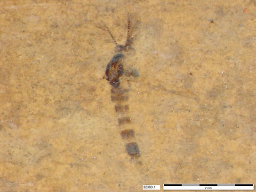 Chaoboridae