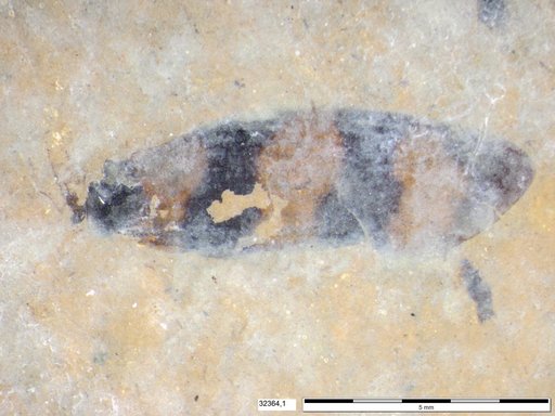 Genus sp