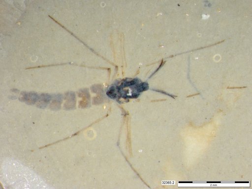 Genus sp