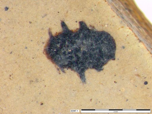 Tracheophyta
