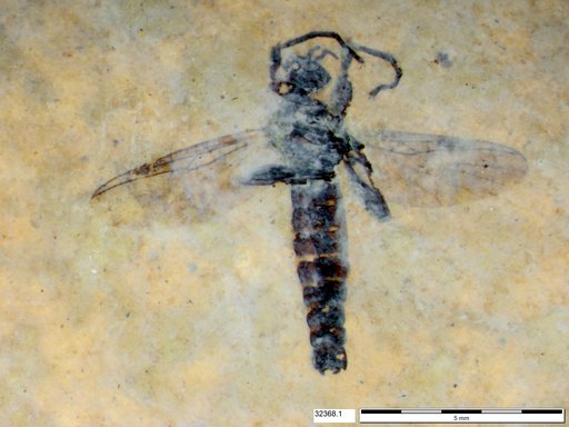 Genus sp