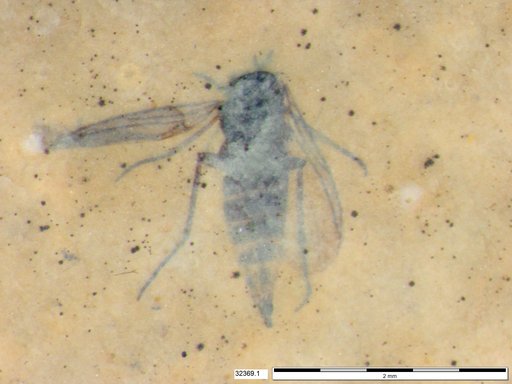Diptera