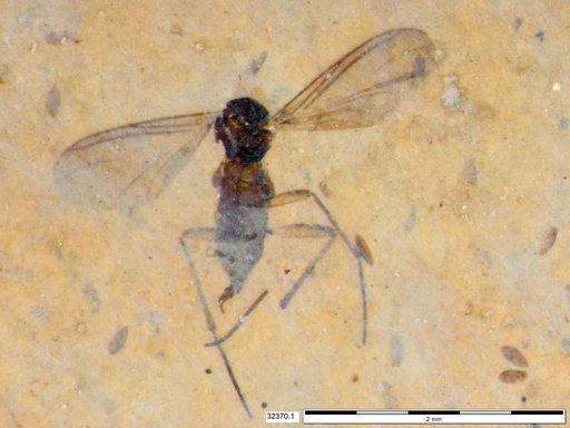 Diptera
