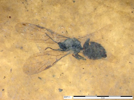 Formicidae
