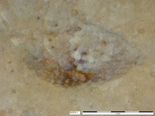 Insecta