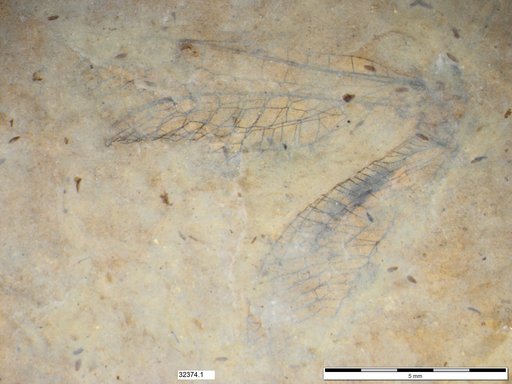 Neuroptera