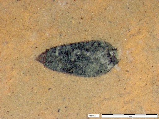 Tracheophyta