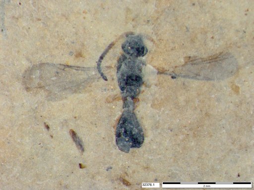 Diapriidae