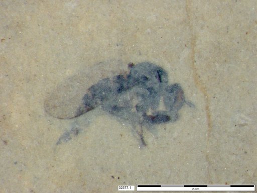 Diptera