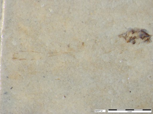 Genus sp