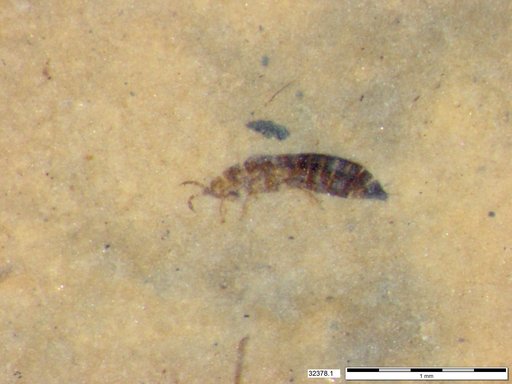 Genus sp