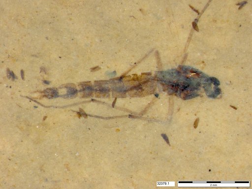Genus sp