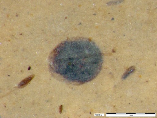 Tracheophyta