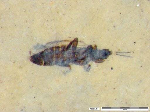 Genus sp