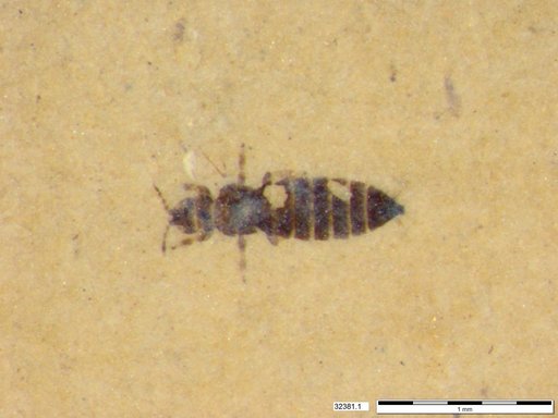 Genus sp