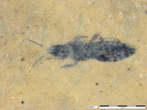 Genus sp