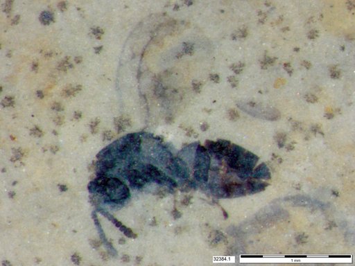 Genus sp