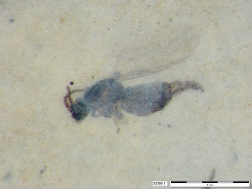 Diptera