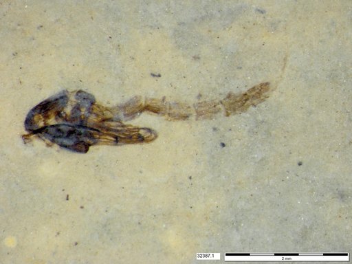 Chaoboridae