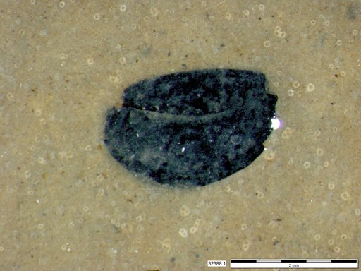 Tracheophyta
