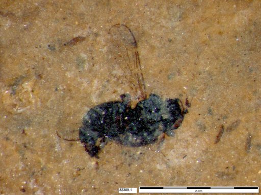 Diptera