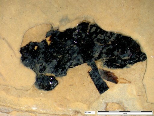 Insecta