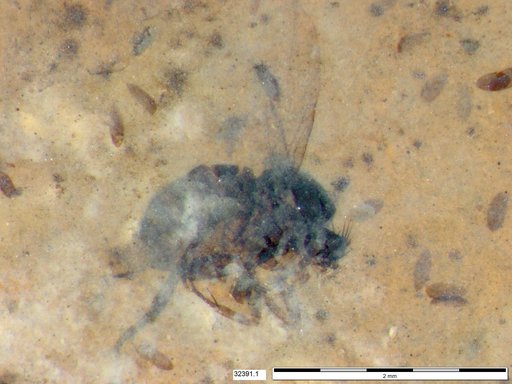 Phoridae
