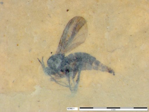 Sciaridae