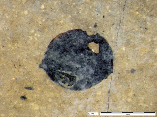 Tracheophyta