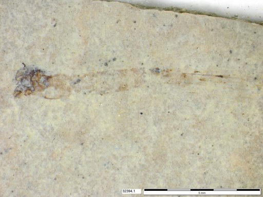 Genus sp