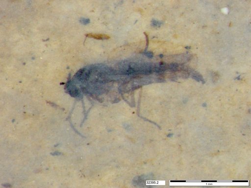Diptera