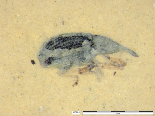 Genus sp