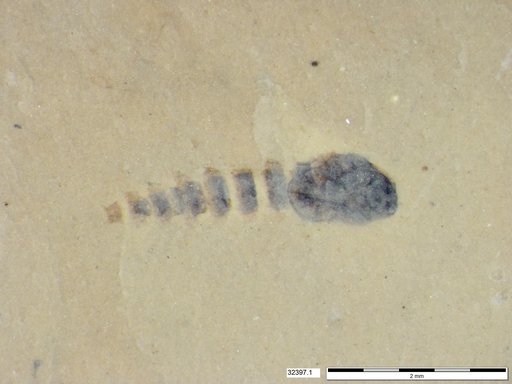 Genus sp