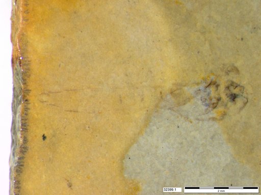 Genus sp