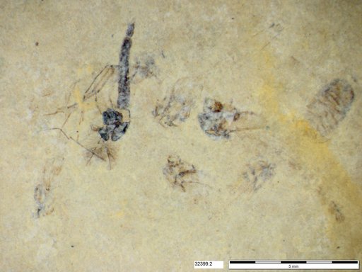 Genus sp