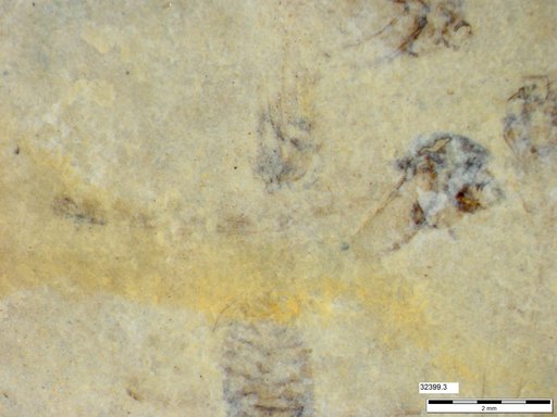 Genus sp