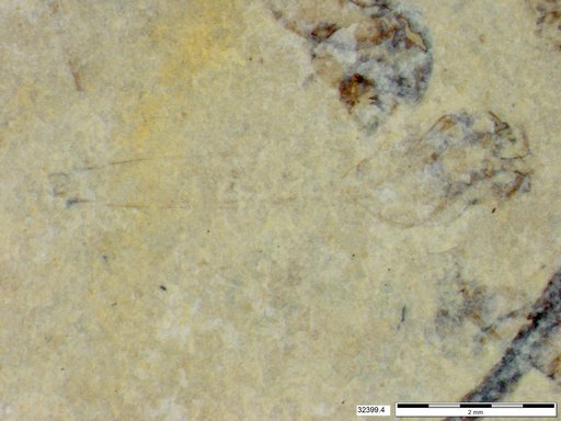 Genus sp