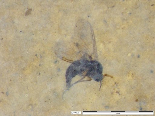 Diptera