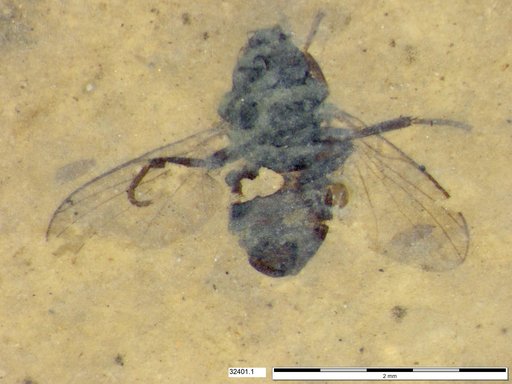 Diptera