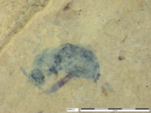 Genus sp