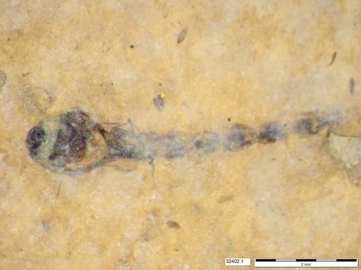 Diptera