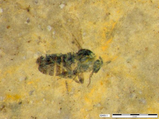 Diptera