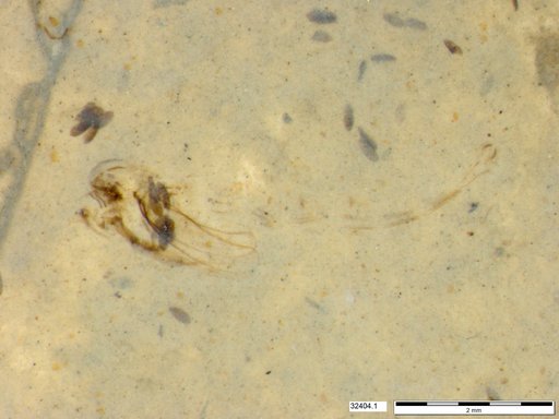 Genus sp