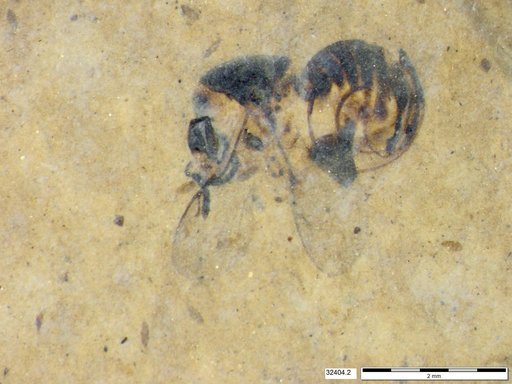 Genus sp
