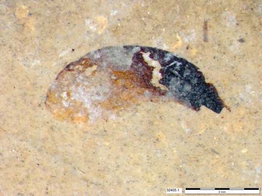 Tracheophyta