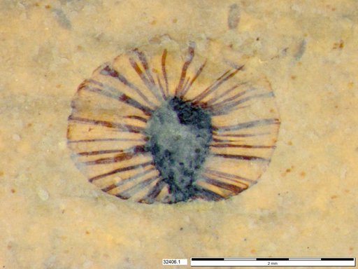 Tracheophyta